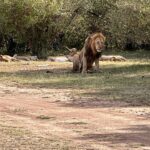 Nandita Das Instagram – I have a thousand photos of the #lions Majestic, lazy and beastly. All at the same time. Every safari we saw them. In the wild, yet completely unperturbed by jeeps and their roars. Though we were strictly not allowed to step out of the vehicle. Not even when there were only herbivores like the impalas or zebras. We were told they are not used to seeing two legged animals. Only four wheel jeeps! #masaimara