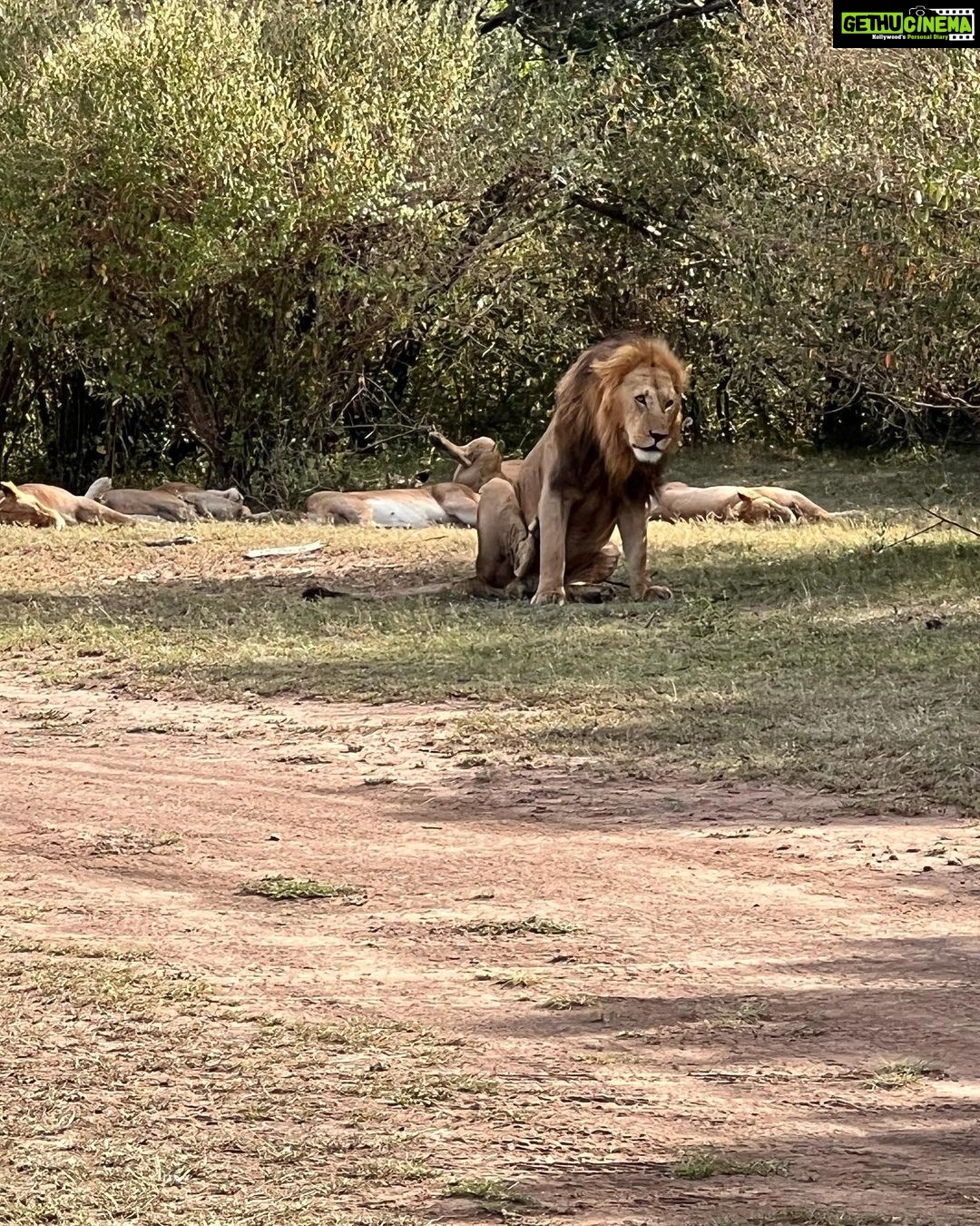 Nandita Das Instagram - I have a thousand photos of the #lions Majestic, lazy and beastly. All at the same time. Every safari we saw them. In the wild, yet completely unperturbed by jeeps and their roars. Though we were strictly not allowed to step out of the vehicle. Not even when there were only herbivores like the impalas or zebras. We were told they are not used to seeing two legged animals. Only four wheel jeeps! #masaimara