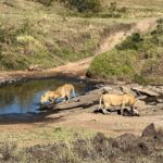 Nandita Das Instagram – I have a thousand photos of the #lions Majestic, lazy and beastly. All at the same time. Every safari we saw them. In the wild, yet completely unperturbed by jeeps and their roars. Though we were strictly not allowed to step out of the vehicle. Not even when there were only herbivores like the impalas or zebras. We were told they are not used to seeing two legged animals. Only four wheel jeeps! #masaimara