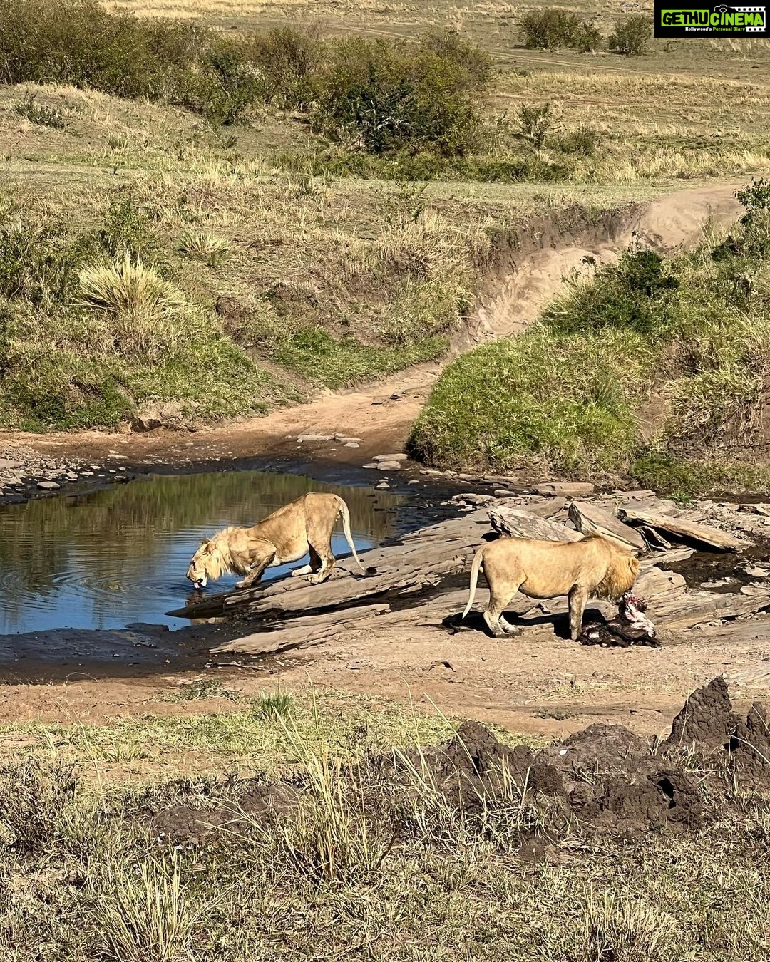 Nandita Das Instagram - I have a thousand photos of the #lions Majestic, lazy and beastly. All at the same time. Every safari we saw them. In the wild, yet completely unperturbed by jeeps and their roars. Though we were strictly not allowed to step out of the vehicle. Not even when there were only herbivores like the impalas or zebras. We were told they are not used to seeing two legged animals. Only four wheel jeeps! #masaimara