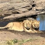 Nandita Das Instagram - I have a thousand photos of the #lions Majestic, lazy and beastly. All at the same time. Every safari we saw them. In the wild, yet completely unperturbed by jeeps and their roars. Though we were strictly not allowed to step out of the vehicle. Not even when there were only herbivores like the impalas or zebras. We were told they are not used to seeing two legged animals. Only four wheel jeeps! #masaimara