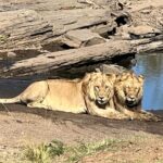 Nandita Das Instagram – I have a thousand photos of the #lions Majestic, lazy and beastly. All at the same time. Every safari we saw them. In the wild, yet completely unperturbed by jeeps and their roars. Though we were strictly not allowed to step out of the vehicle. Not even when there were only herbivores like the impalas or zebras. We were told they are not used to seeing two legged animals. Only four wheel jeeps! #masaimara