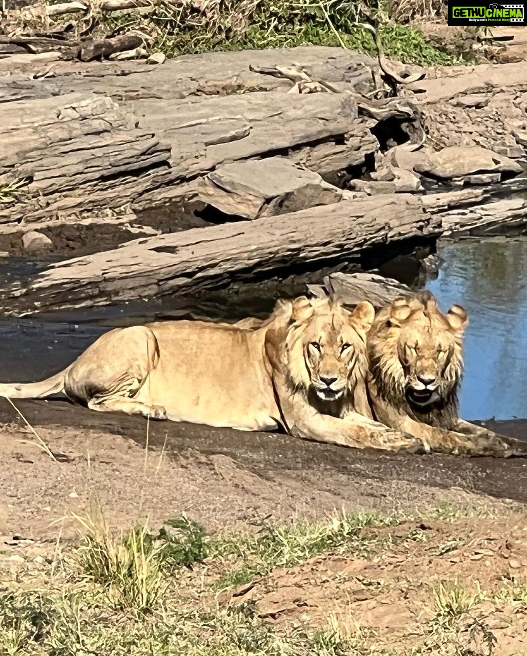 Nandita Das Instagram - I have a thousand photos of the #lions Majestic, lazy and beastly. All at the same time. Every safari we saw them. In the wild, yet completely unperturbed by jeeps and their roars. Though we were strictly not allowed to step out of the vehicle. Not even when there were only herbivores like the impalas or zebras. We were told they are not used to seeing two legged animals. Only four wheel jeeps! #masaimara