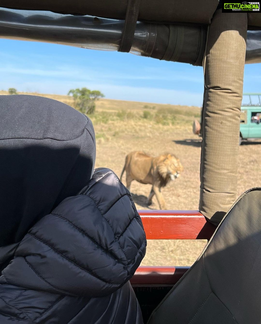 Nandita Das Instagram - I have a thousand photos of the #lions Majestic, lazy and beastly. All at the same time. Every safari we saw them. In the wild, yet completely unperturbed by jeeps and their roars. Though we were strictly not allowed to step out of the vehicle. Not even when there were only herbivores like the impalas or zebras. We were told they are not used to seeing two legged animals. Only four wheel jeeps! #masaimara