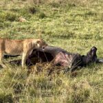 Nandita Das Instagram - I have a thousand photos of the #lions Majestic, lazy and beastly. All at the same time. Every safari we saw them. In the wild, yet completely unperturbed by jeeps and their roars. Though we were strictly not allowed to step out of the vehicle. Not even when there were only herbivores like the impalas or zebras. We were told they are not used to seeing two legged animals. Only four wheel jeeps! #masaimara