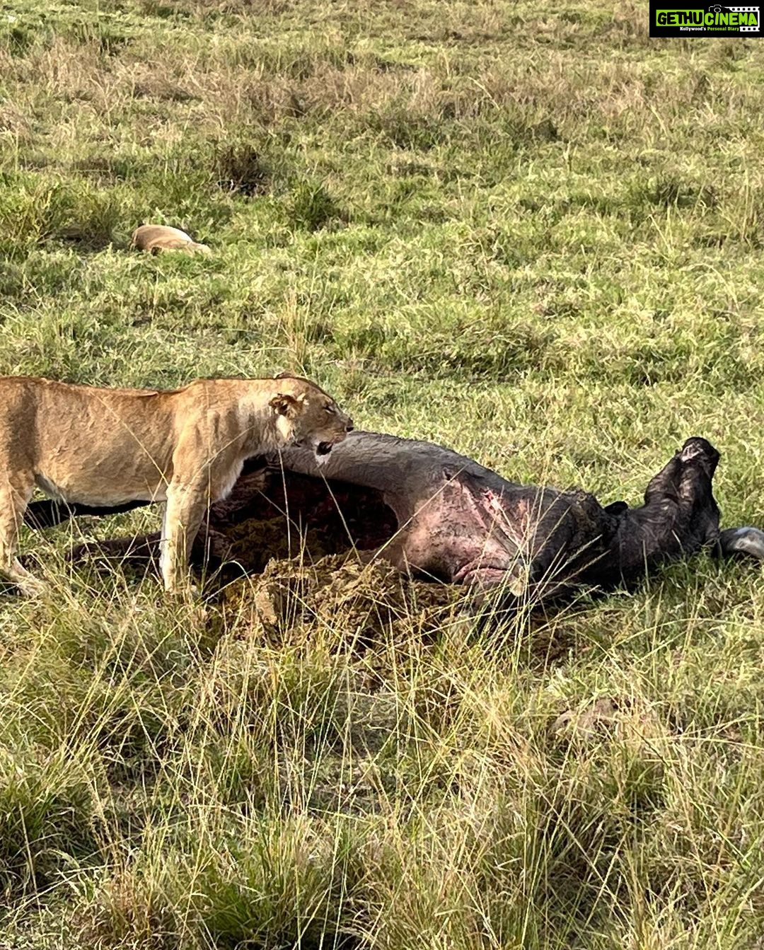 Nandita Das Instagram - I have a thousand photos of the #lions Majestic, lazy and beastly. All at the same time. Every safari we saw them. In the wild, yet completely unperturbed by jeeps and their roars. Though we were strictly not allowed to step out of the vehicle. Not even when there were only herbivores like the impalas or zebras. We were told they are not used to seeing two legged animals. Only four wheel jeeps! #masaimara