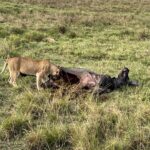 Nandita Das Instagram - I have a thousand photos of the #lions Majestic, lazy and beastly. All at the same time. Every safari we saw them. In the wild, yet completely unperturbed by jeeps and their roars. Though we were strictly not allowed to step out of the vehicle. Not even when there were only herbivores like the impalas or zebras. We were told they are not used to seeing two legged animals. Only four wheel jeeps! #masaimara