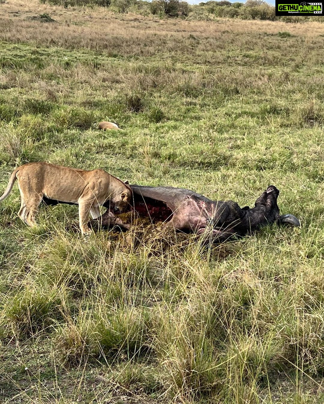 Nandita Das Instagram - I have a thousand photos of the #lions Majestic, lazy and beastly. All at the same time. Every safari we saw them. In the wild, yet completely unperturbed by jeeps and their roars. Though we were strictly not allowed to step out of the vehicle. Not even when there were only herbivores like the impalas or zebras. We were told they are not used to seeing two legged animals. Only four wheel jeeps! #masaimara