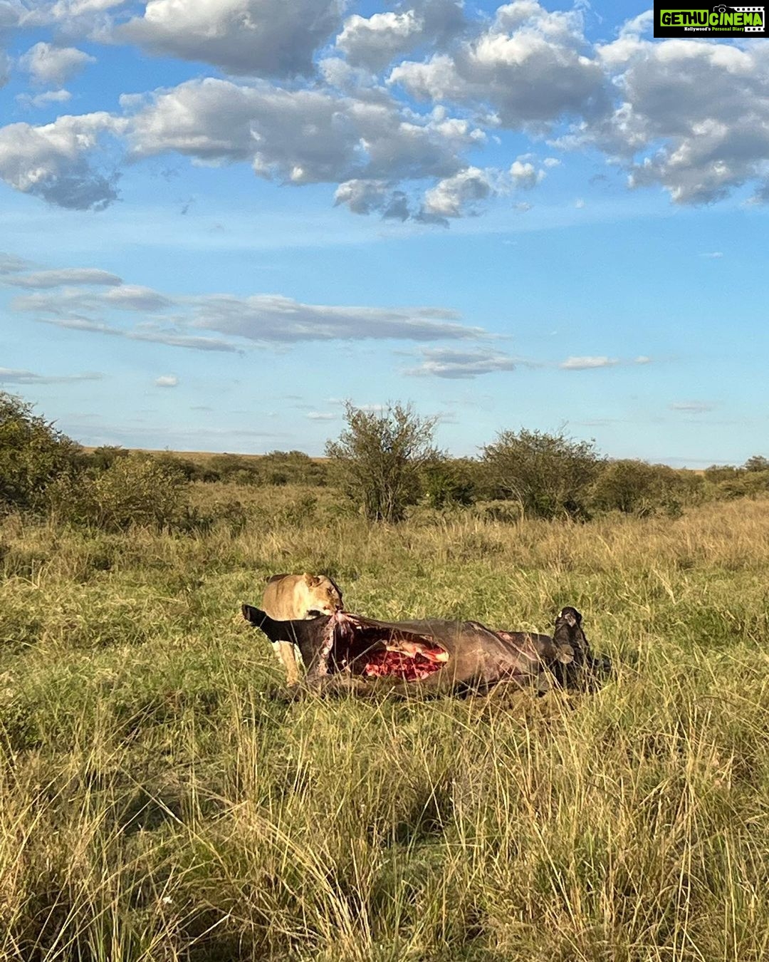 Nandita Das Instagram - I have a thousand photos of the #lions Majestic, lazy and beastly. All at the same time. Every safari we saw them. In the wild, yet completely unperturbed by jeeps and their roars. Though we were strictly not allowed to step out of the vehicle. Not even when there were only herbivores like the impalas or zebras. We were told they are not used to seeing two legged animals. Only four wheel jeeps! #masaimara