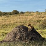 Nandita Das Instagram - I have a thousand photos of the #lions Majestic, lazy and beastly. All at the same time. Every safari we saw them. In the wild, yet completely unperturbed by jeeps and their roars. Though we were strictly not allowed to step out of the vehicle. Not even when there were only herbivores like the impalas or zebras. We were told they are not used to seeing two legged animals. Only four wheel jeeps! #masaimara