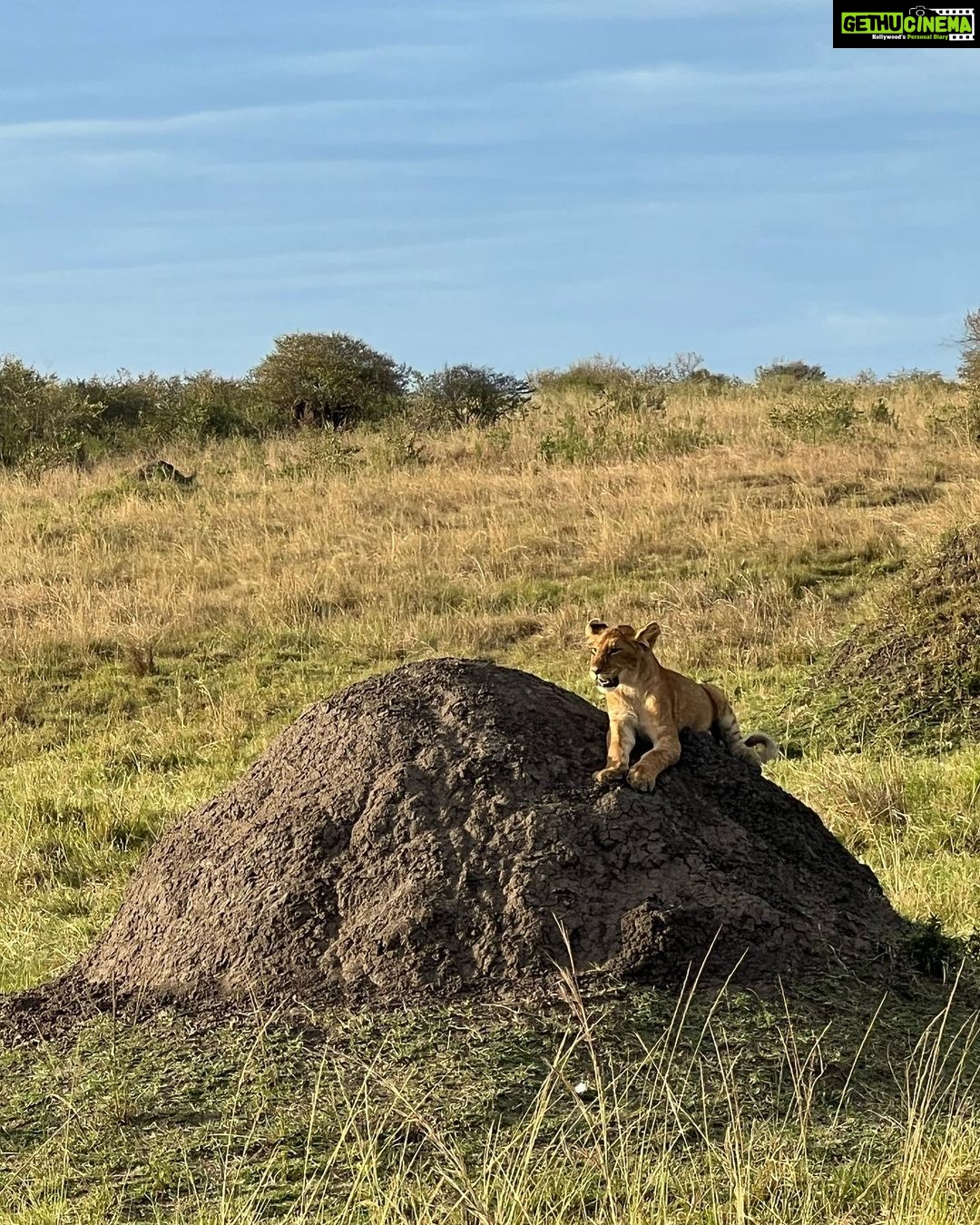 Nandita Das Instagram - I have a thousand photos of the #lions Majestic, lazy and beastly. All at the same time. Every safari we saw them. In the wild, yet completely unperturbed by jeeps and their roars. Though we were strictly not allowed to step out of the vehicle. Not even when there were only herbivores like the impalas or zebras. We were told they are not used to seeing two legged animals. Only four wheel jeeps! #masaimara