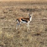 Nandita Das Instagram - The tiny plane we went to #masaimara in and then some of the animals who we visited. I have thousands of photos on my phone and no time to sieve through them. Lions deserve a minimum of 10 images. The max I can post at one go. So that’s the next one! #nationalpark #animals #holiday