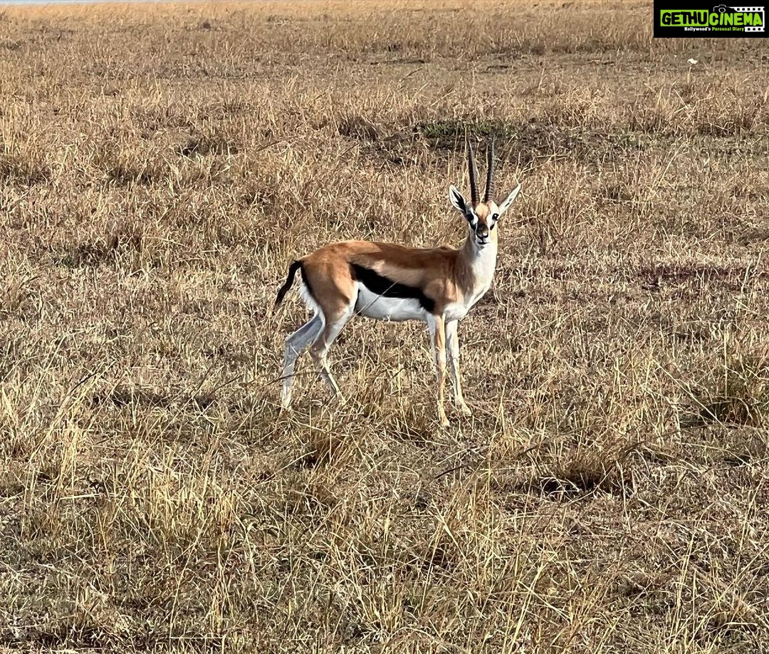 Nandita Das Instagram - The tiny plane we went to #masaimara in and then some of the animals who we visited. I have thousands of photos on my phone and no time to sieve through them. Lions deserve a minimum of 10 images. The max I can post at one go. So that’s the next one! #nationalpark #animals #holiday