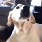 Panchi Bora Instagram - 😁 #dogs of Instagram