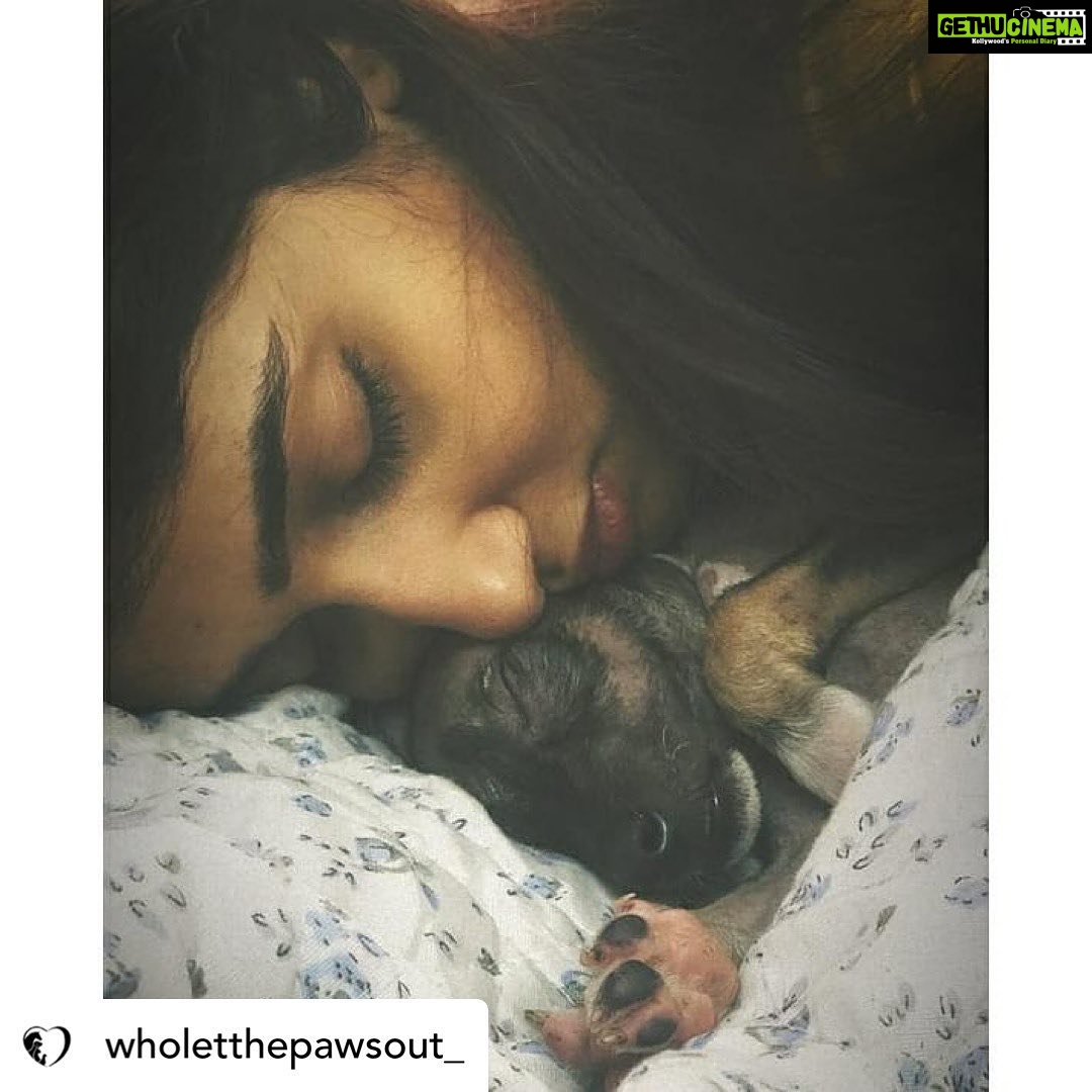 Priya Vadlamani Instagram - Posted @withregram • @wholetthepawsout_ They say its always easy to be ignorant, to not offend anyone by doing or saying nothing but once you encounter grief and pain, there's no going back. It gets impossible to abandon sorrow. You're immersed in guilt, regret and self loathing. What started as something to just feed dogs has brought me this far. Each one of us, have our tiny little paths of enlightenment where we understand life with a lot more depth and perspective. For me, my major perspectives on life, the way I'm leading it and how I choose to live in the coming future has been because of animals. They've taught me faith, kindness, humility, compassion and all I want to give them in return is love. Love, because the world can be a cruel cruel place. Love, because each one of us irrespective of the species deserves warmth and the feeling of home. I'd do everything in my power to cherish and protect them. My work would not have been alot for the world but with small steps, I do try to save. One life, at a time. As 24 carries me, I only hope the world turns a little more softer and kinder. I hope we push all the barriers, crash the boundaries and stay gentle in everything we do.