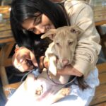 Priya Vadlamani Instagram - Today with @wholetthepawsout_ and @coffeeinachaicup .. Meet our boy mint🤍 📸 @sahaja_chowdary #indie #dogsofinstagram #adoptdontshop