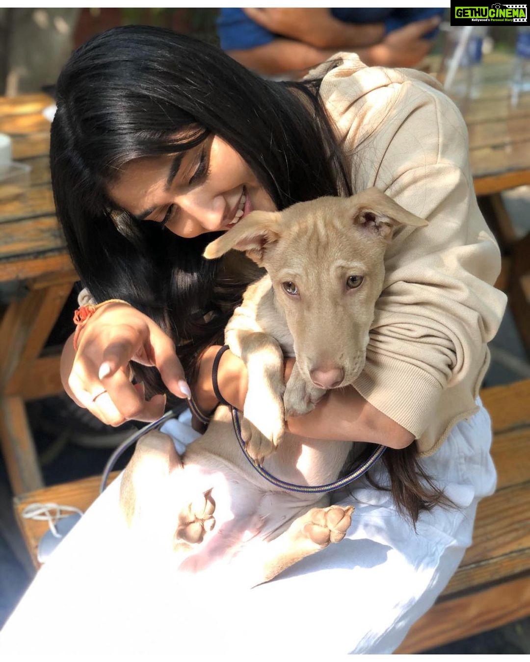Priya Vadlamani Instagram - Today with @wholetthepawsout_ and @coffeeinachaicup .. Meet our boy mint🤍 📸 @sahaja_chowdary #indie #dogsofinstagram #adoptdontshop