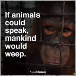 Priya Vadlamani Instagram – I keep hearing stories about how we humans torture animals to make our lives better or sometimes just to have fun…and then I wonder how can we change it..we always say that the first step towards any kind of injustice is to educate people about it…but I have seen educated people torturing animals so many times…how do u educate someone about pain ? Pain that u are giving to someone ?pain to someone who can’t even talk and express its pain except for crying and quietly suffering . this new year no matter what resolution we have taken let’s just take one more to be good to animals. Karma won’t leave us.