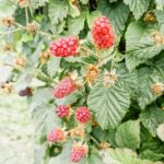 Richa Gangopadhyay Instagram – *BRB, doing Oregon things* 

A perfect, PNW misty-breezy, summer day picking berries 🧺 with friends at Hoffman Farms. I have never tasted strawberries 🍓 so sweet in my life and will never buy them from a store again!

Luca is obsessed with blueberries so needless to say, his tummy was satisfied! 🫐

It’s crazy how you get to experience “Oregon life” just minutes outside the city. One moment you’re in Portland, the next, you’re in vast, rural farmland. There’s always so much to do, we wanted to make up, this summer, for the last 2 years of staying cooped up (because of this thing called Covid) and take advantage of all the fun stuff this underrated state has to offer. Luca’s soaking it all in and, dad, of course, called it from the very beginning (trust me, it was hard to drag this Michigander away from where she grew up!). 

I’ve lived in Oregon now for close to 4 years, and though initially I wasn’t so sure, I know I’m never leaving 🏞️. 

For our out-of-state friends who still need convincing to come visit us *ahem ahem*, I’m a walking billboard for this place so get over here already!

 

#oregon #pnw #berrypicking #organicberries #hoffmanfarms #oregonlife #oregonsummer #pdxsummer #portland #family #toddler #berryfarm Hoffman Farms Store