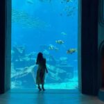 Roshni Walia Instagram - #worldtourismday 💗 major missing #dubai . . . . . #dubai #dubaitravel #dubaitourism #aquarium #trending #sea #ocean #roshniwalia #roshni #trendingreels #reelsinstagram #reelkarofeelkaro #reelitfeelit #explore #foryou #nature #love #happyworldtourismday ✨🔚 Dubai - دبى