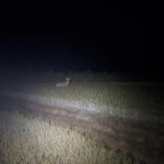 Sakshi Pradhan Instagram – Routine Night Safari 🔥 🕵🏼‍♀️ 😝
#Animalspotting 
#bluebulls #jackal #hare #moonlit #bonfire #wineanddine #jungle Punjapura
