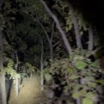 Sakshi Pradhan Instagram – Routine Night Safari 🔥 🕵🏼‍♀️ 😝
#Animalspotting 
#bluebulls #jackal #hare #moonlit #bonfire #wineanddine #jungle Punjapura