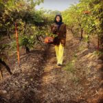 Sakshi Pradhan Instagram – whatever you do 
Pour yourself into it 🍇 
#vineyard 
#exploreindia