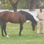 Sakshi Pradhan Instagram - #Stallion 🐎 #champion #horsepower #studfarm #sameleague #roundup #throwback