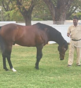 Sakshi Pradhan Instagram - #Stallion 🐎 
#champion 
#horsepower 
#studfarm 
#sameleague 
#roundup
 #throwback