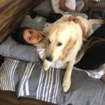 Samara Tijori Instagram - Happy Birthday to my one year old brother. May I always be your sofa. @winter_the_white_retriever