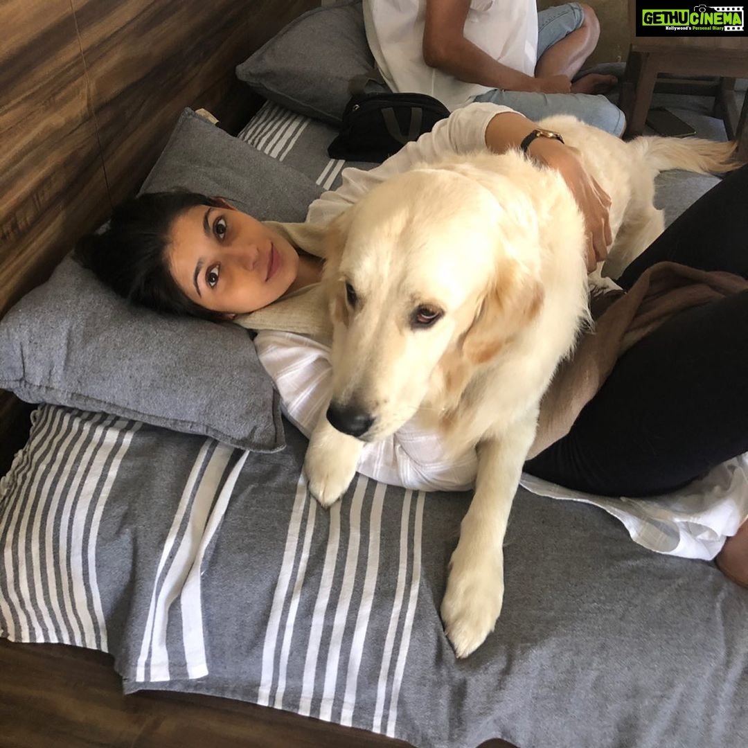 Samara Tijori Instagram - Happy Birthday to my one year old brother. May I always be your sofa. @winter_the_white_retriever