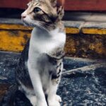 Samara Tijori Instagram - Swipe for C A T
