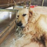 Samara Tijori Instagram - I'd like everyone to take a moment and appreciate the highlights of my trip... Frodo, Junior, Buffy and Leiah ❤