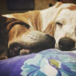 Samara Tijori Instagram - Don't know what I'd do without these two. #fraizer #muffin #lifelines #lazybutts #doggo