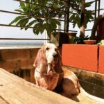 Samara Tijori Instagram - #thatpridetho #littlebasset
