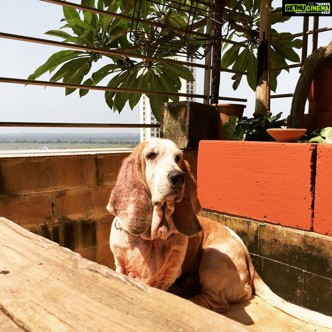 Samara Tijori Instagram - #thatpridetho #littlebasset