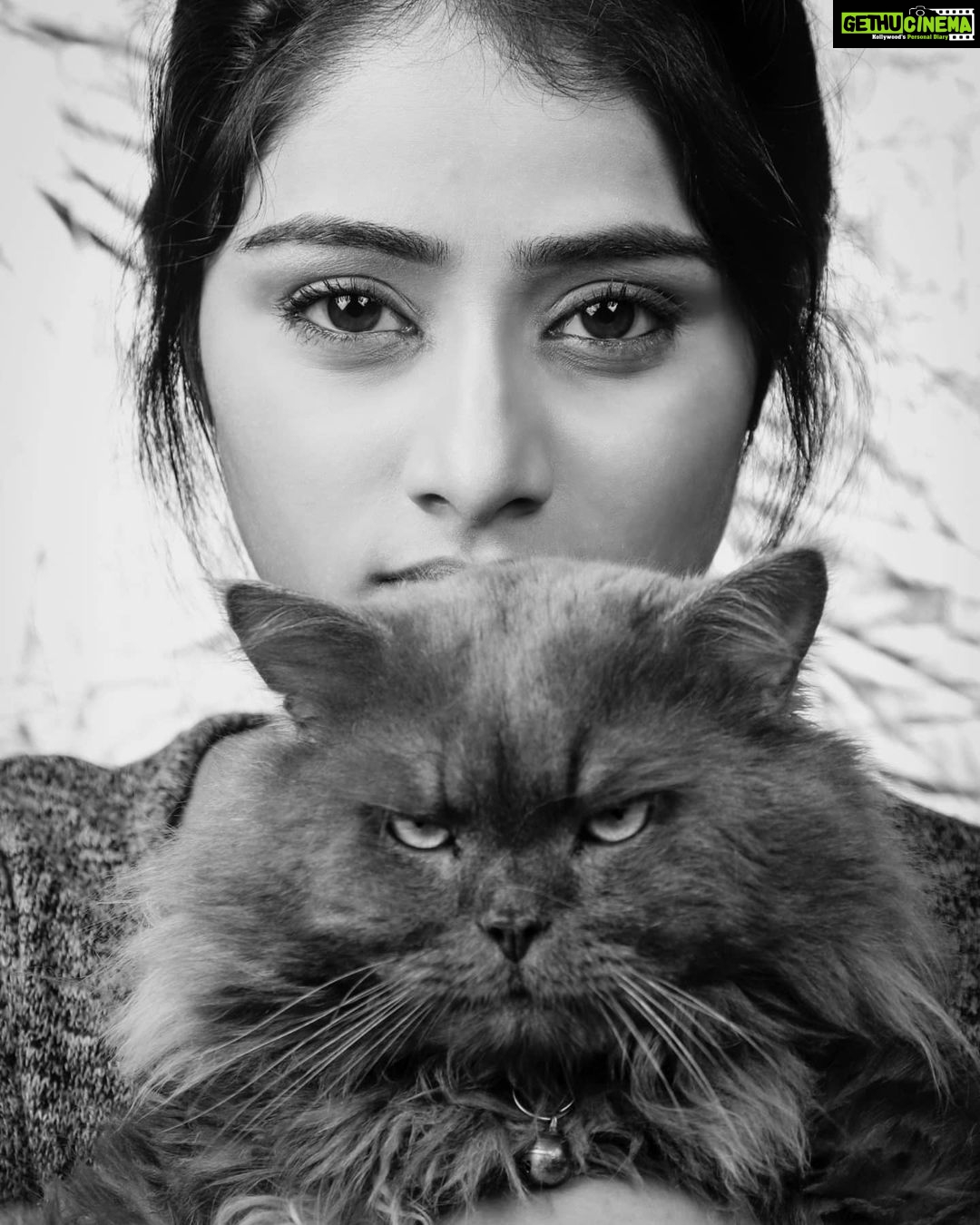 Sangeetha Sringeri Instagram - When Harry has no other Expression to share, i end up imitating him😂 #SangeethaSringeri #petphotoshoot #persioncatlovers P.C @henryroyzach #gratitude