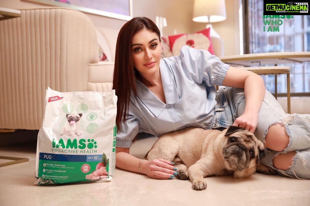 Shefali Jariwala Instagram - My Pug – Simba, is as important to me as his diet is to him! And that’s why I chose @iams_india pug blend! It is an all-in-one pack of nutrition, energy, and taste that keeps him healthy, energetic and active. It keeps his skin coat and teeth in the best of health and overall, it just makes him a happy dog! Get your dog premium dog food that is tailor-made especially for their breed only from @iams_india. #Ad #IAMS #IAMSWHOIAM #TailoredNutrition #UniqueBest #SeeTheWow #ad #dogfood #dog #dogsofinstagram #dogs #pug #pugdog #pugsofinstagram #petfood #petshop #doglovers #dogtreats #doglover #doglife #dogstagram #pets #instadog #dogoftheday #petsofinstagram #healthydogfood #petshoponline #healthydog #petsupplies