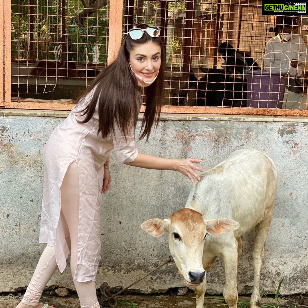 Shefali Jariwala Instagram - I’m going to call you mini-moo ! #cowgirl #notliterally . . . #love #animallovers #peta #petaindia #cowsofinstagram #fridayvibes #friday #pic instalikes