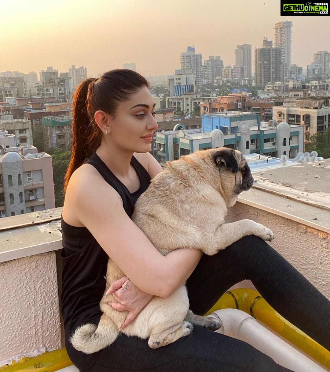 Shefali Jariwala Instagram - Favourite time of the day with my favourite boy ! #puglove #evening . . . #pugmommy #myson #love #sunshine #instalove #sunsets #instagood #picoftheday