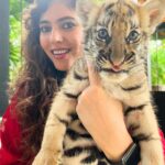 Sherin Instagram - The last pic is my favourite 😻 #sherin #tiger #cub #tigerbaby #thailand #travel #phuket #cute #biggbosstamil #bigboss Tiger PARK Phuket