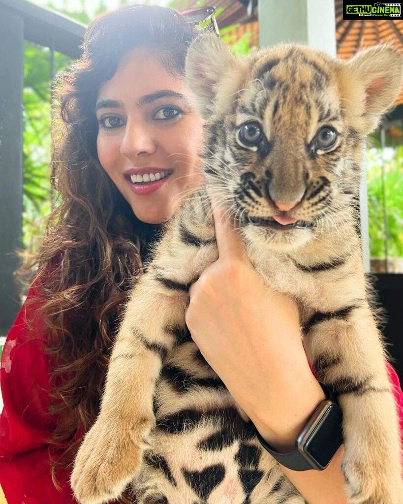 Sherin Instagram - The last pic is my favourite 😻 #sherin #tiger #cub #tigerbaby #thailand #travel #phuket #cute #biggbosstamil #bigboss Tiger PARK Phuket