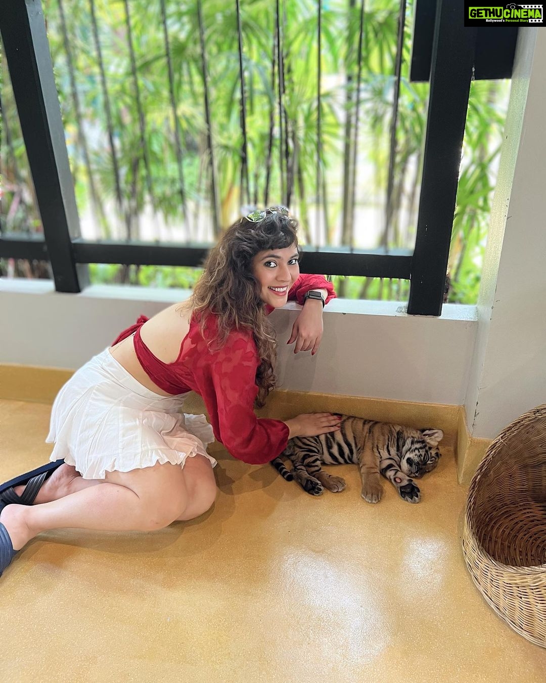 Sherin Instagram - The last pic is my favourite 😻 #sherin #tiger #cub #tigerbaby #thailand #travel #phuket #cute #biggbosstamil #bigboss Tiger PARK Phuket