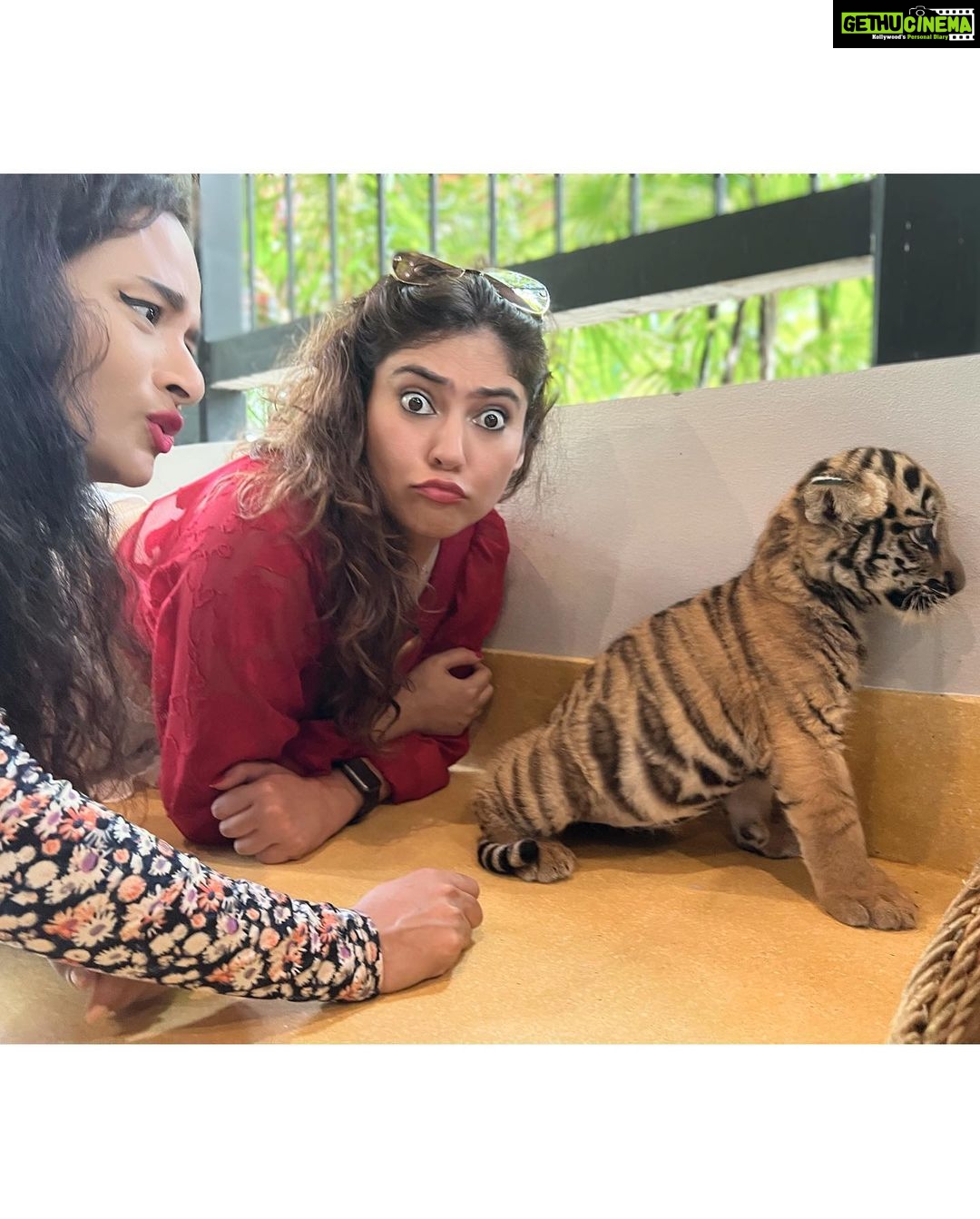 Sherin Instagram - The last pic is my favourite 😻 #sherin #tiger #cub #tigerbaby #thailand #travel #phuket #cute #biggbosstamil #bigboss Tiger PARK Phuket