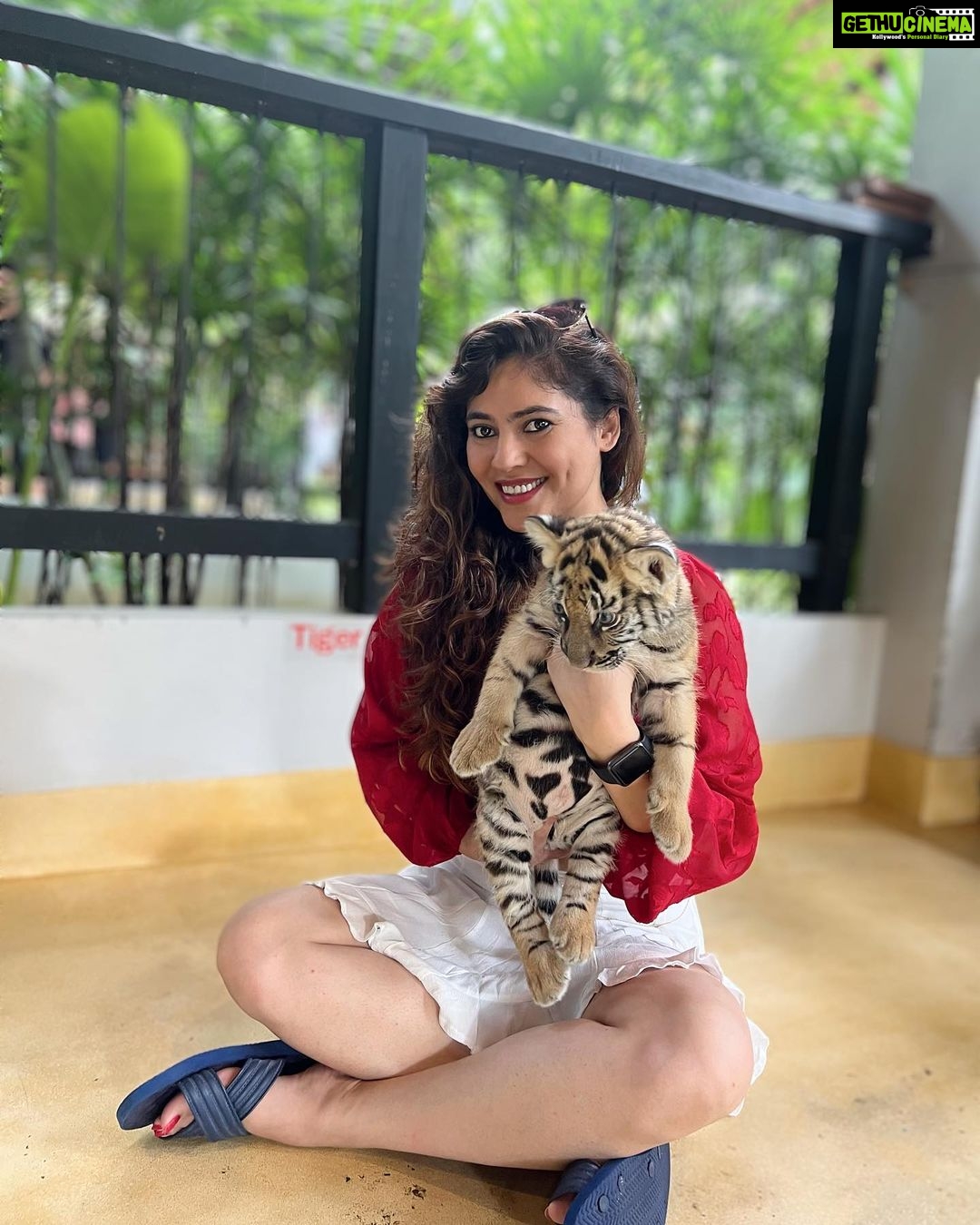 Sherin Instagram - The last pic is my favourite 😻 #sherin #tiger #cub #tigerbaby #thailand #travel #phuket #cute #biggbosstamil #bigboss Tiger PARK Phuket