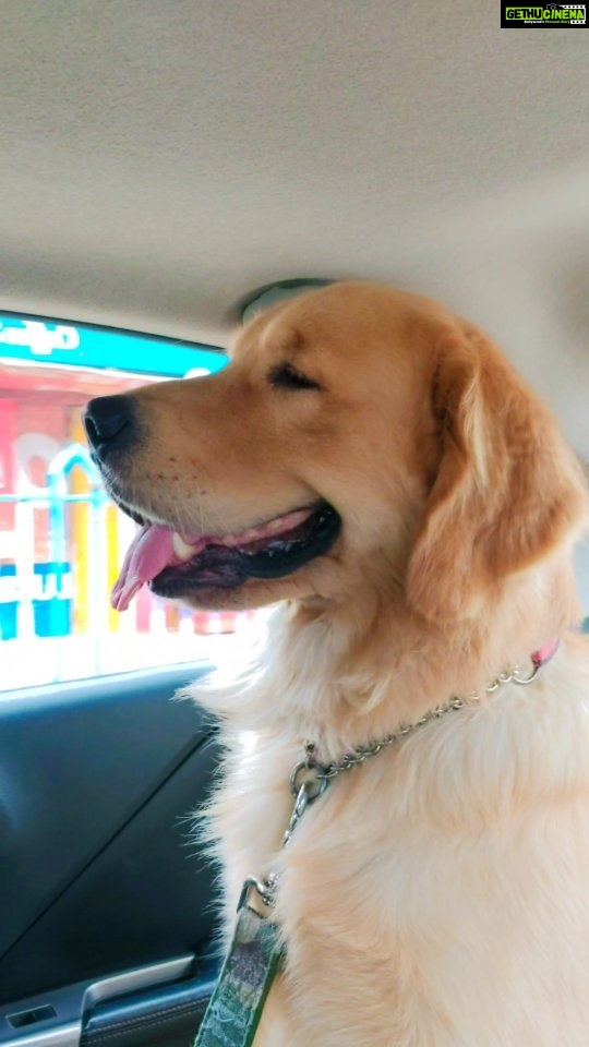 Shilpi Sharma Instagram - Waffle β€πΆπβπ¦Ί . . #dogofinstagram #reelsinstagram