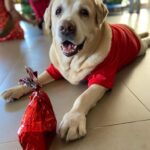 Shreyas Talpade Instagram – Me: Somebody has been a good boi this year😊
Don: I have always been a good boiii…gib me my treat hooman 😎
Me: 😶

#Don #dogsofinstagram #dogbaby