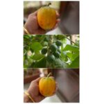 Shreyas Talpade Instagram - Chotu hai...par Ghar ka hai. Can you guess the fruit!? 😬