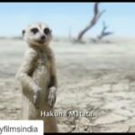 Shreyas Talpade Instagram - Chal repeat maar chote! 🕺 #Repost @disneyfilmsindia (@get_repost) ・・・ #HakunaMatata! Yeh funda bemisaal. Buy your tickets for #TheLionKing now. Link in bio. @shreyastalpade27 @imsanjaimishra #Simba #Timon #Pumbaa #TimonAndPumbaa