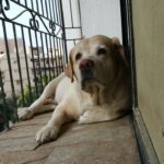 Shreyas Talpade Instagram - Wifey sent me this picture... Looks like Don's missing Daddy ! #majormissinghappening